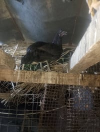 للبيع • بدون تفاصيل