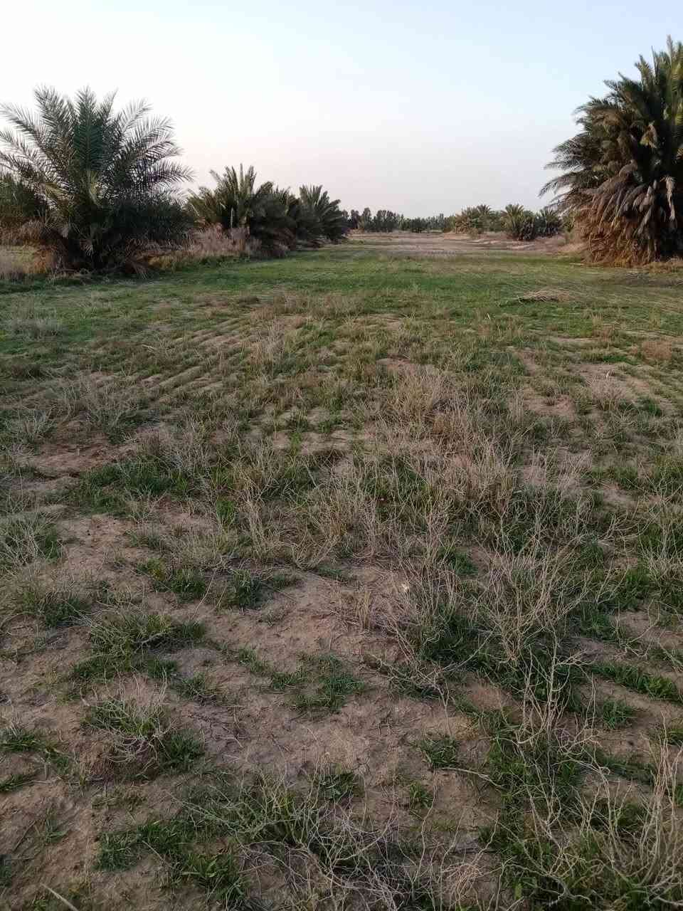 ارض زراعية للبيع مساحة ٢٠ دونم منها ١٠ دونم بستان فيها ١٢٠ نخلة مثمرة علما ان سنه زراعه النخيل سنه ٢٠٠٧ علما ان معظم النخيل فسائلها معها لها واجهه على شط الغراف ٢١٠متر ولها واجهه على شارع تبليط ٢٥م تسقى بواسطة غطاسات نهر السقي خاص بها فقط بالاضافه إلى ماء اساله تبعد عن قضاء الحي ٢كيلو في محافظه واسط للاتصال ***********
