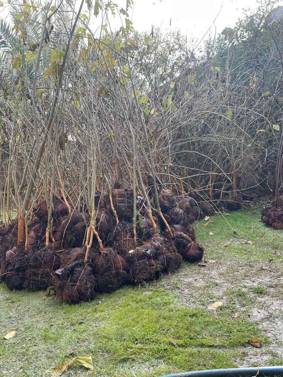 السلام عليكم الى اخواننا المزارعي واصحاب المشاتل يوجد لدينا تكي الماني وتكي هندي سلبوحي ابيض واسود ويوجد لدينا تين بني مسلم /الأسعار (التكي سعره 2500 الفين ونص) وسعر (التين 2500 الفين ونص) ويوجد خدمه توصيل لجميع المحافظات العراق فقط للياخذ كميه
التواصل خاص او اتصل على الرقم ***********
العنوان كربلاء الحسينية الابراهيميه
