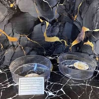 كـل الحب والاحتـرام الى كل زبائنـة الكرام 🤍"  ✨🆕 وصلت بضاعة كرستـال مع...