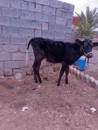 حوليه • جنس اصلي • قابل تفاوض