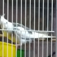 طيرة للبيع • ٥ أشهر • طويسه