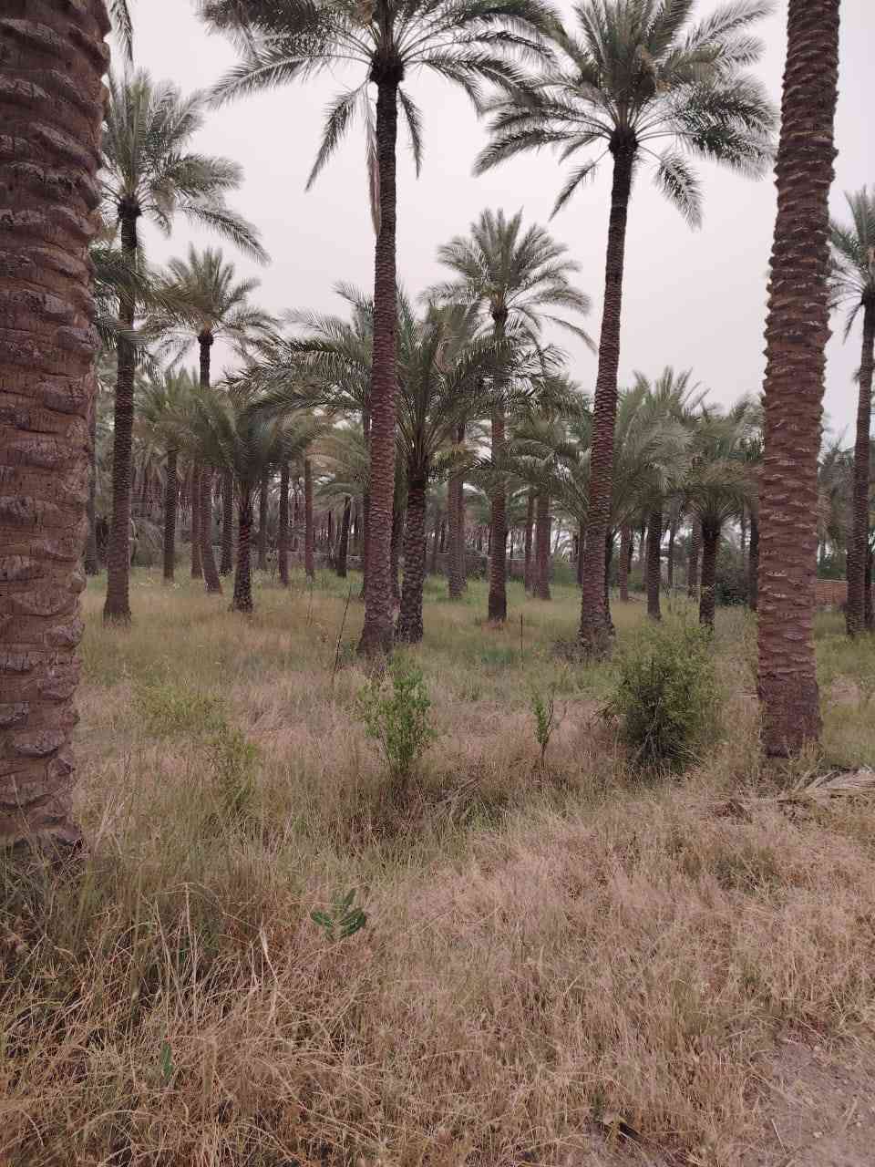 🌿 بستان للبيع على طابو الكاظمية 🌿
📏 المساحة: 2 دونم
🔒 البستان مسيّج PRC
📜 جنس العقار: سند 25

📍 موقع حيوي ومميز بجانب المزارع والسكن
⏱️ يبعد عن سبع البور 4 دقائق فقط
⏱️ وعن الكاظمية 13 دقيقة

✅ جميع الخدمات متوفرة بالكامل:
⚡ كهرباء
💧 ماء سقي
🚰 ماء إسالة

✨ منطقة مرغوبة وأكثر المشترين من بغداد والكاظمية
🏡 تصلح للسكن أو للاستثمار أو كمزرعة وشاليه

📌 العنوان: بغداد – خلف جسر المصابيح
أو خلف سبع البور

📞 للاتصال والاستفسار:
***********

#عقارات_بغداد #الكاظمية #سبع_البور #جسر_المصابيح #بستان_للبيع #مزارع #شاليهات #استثمار_عقاري #طابو_الكاظمية #بغداد #عروض_عقارية
