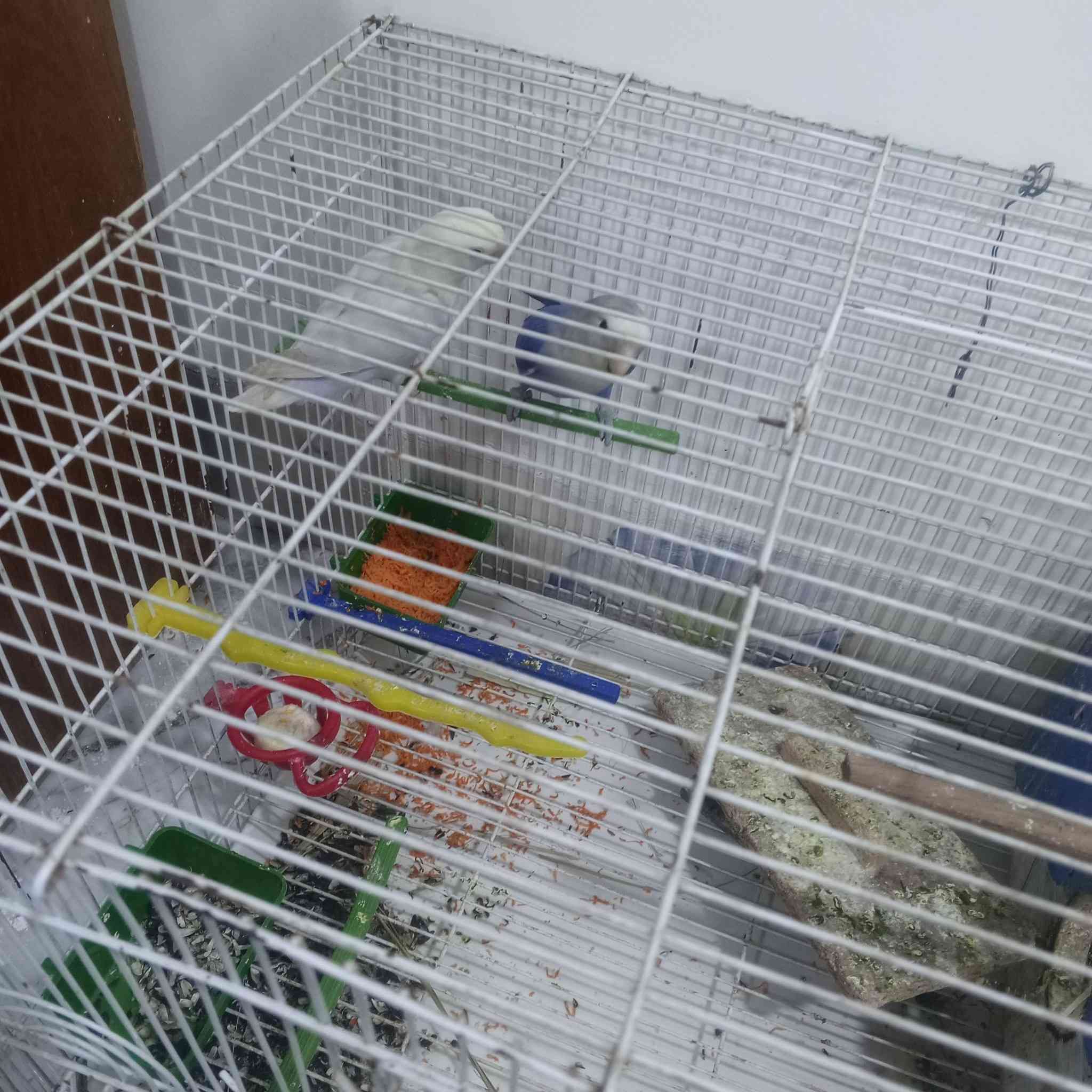 زوج غندوره لل انتاج مطلع منهم4فراخ  وهسه لامات عش....مكاني موصل الاستفسار ع هاذا الرقم***********
