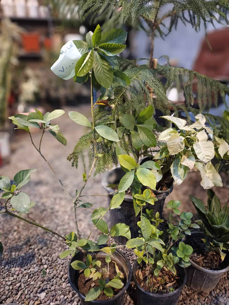 نورتونا 🌞🍂
مشتل دوميز يرحب بكم، ووصلتنا نبتات وسنادين بأشكال متنوعة وجمال يسرّ العين 🩷🌿
🔥انتضرو العروض اليوم🔥🩷🌿
🦋🦋🦋🦋🦋🦋🦋🦋🦋🦋
#مشتل_دوميز #نباتات_منزلية #نباتات_داخلية #تجهيزات_زرع #نباتات_الموصل #ديكور_نباتي #عشاق_النباتات #نباتات_ظل #نباتات_زينة #موصلنا_خضرا #نباتات_للبيت #تنسيق_نباتات #هدايا_خضراء #نباتات_وعناية #AL_MOSUL
@إشارة #flowerstagram #flowers


**إذا كنت صاحب هذا الإعلان وتريد حذفه لأي سبب، رجاءا أرسل رسالة إلى الدعم الفني**