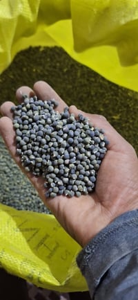 توجد بذور بانيه لهلوبه مكفوله كفاله عامه التواصل على الرقم 07763202785