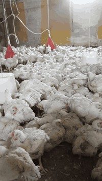 من رخصه صاحب الكروب المحترم
السلام عليكم دجاج رقم واحد كميات خير من الله متوفر ㊙️العنوان جسر ديالى القديم رقم الهاتف للاستفسار ﴿***********﴾㊙️㊙️
