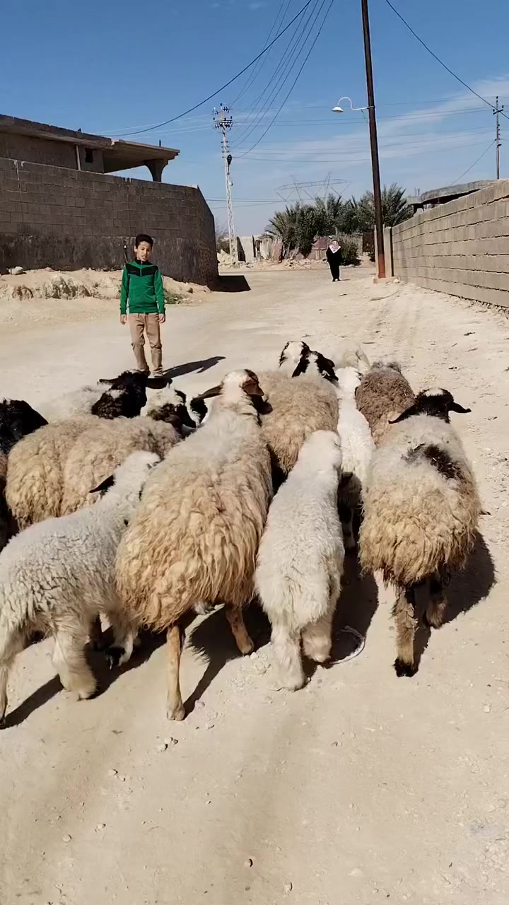 11مطفل سن وشطر ونصاح مال مجنوي شرط نصاح سعر زوج 870  اي استفسار علا رقم ***********مكانه حديثه.
