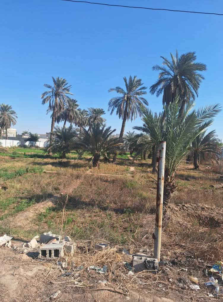 دوانم 6 للبيع طابوملك صرف زراعي ملاك عراقي تحويل بلاسم مباشر مكان مميز جداا الي عله باب الله قضاء شط العرب مقابيل شط الجباسي للاستفسار واتساب ***********او ***********
