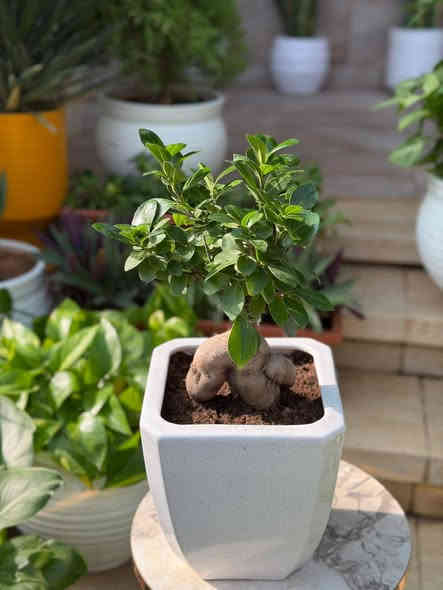 أسعد الله مسائكم بكل خير متابعيني الكرام 🌹
نورتوا المشتل وكل يوم نفاجئكم بالأجمل 🌿✨
اللي يحب الخضار والزرع لا يفوّت هالوجبة وصلت تبارك الرحمن… أسعار حلوة ونباتات أجمل ❤️🌱
شجرة ✨ بونساي – لمسة فنية راقية تزين أي زاوية في بيتك!
إذا كنتِ تبحثين عن نبتة فريدة تلفت النظر وتمنح المكان روحًا هادئة… فـ البونساي هي الخيار المثالي 🌿✨
✔️ شكل جذع مميز يعطي ديكور فاخر
✔️ مناسبة للمكاتب وغرف الجلوس
✔️ سهلة العناية ولا تحتاج ريّ كثير
✔️ تعيش لسنوات طويلة وتكبر معك بجمال
أضيفي لمسة طبيعية أنيقة لبيتك وخلي الزوايا تحكي جمال 🌱💚
متوفر في مشتلنا 🪴🪴🪴🦋💕
📩 للاستفسار والمراسلة عبر الواتساب:
***********
🚚 خدمة توصيل داخل ناحية الحمزة فقط
🧑‍🌾 ويوجد كادر متخصص للتنظيف والزراعة
📍 العنوان:
بابل – الحمزة الغربي
حي الحسين – قرب عباس برهي للجملة
مقابل مدرسة المكرمه 
💚 زيارتكم تشرفنا ونورتونا بأي وقت

🌿
