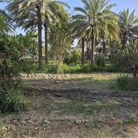 بستان مع دار • طابو زراعي • كربلاء الإبراهيمية