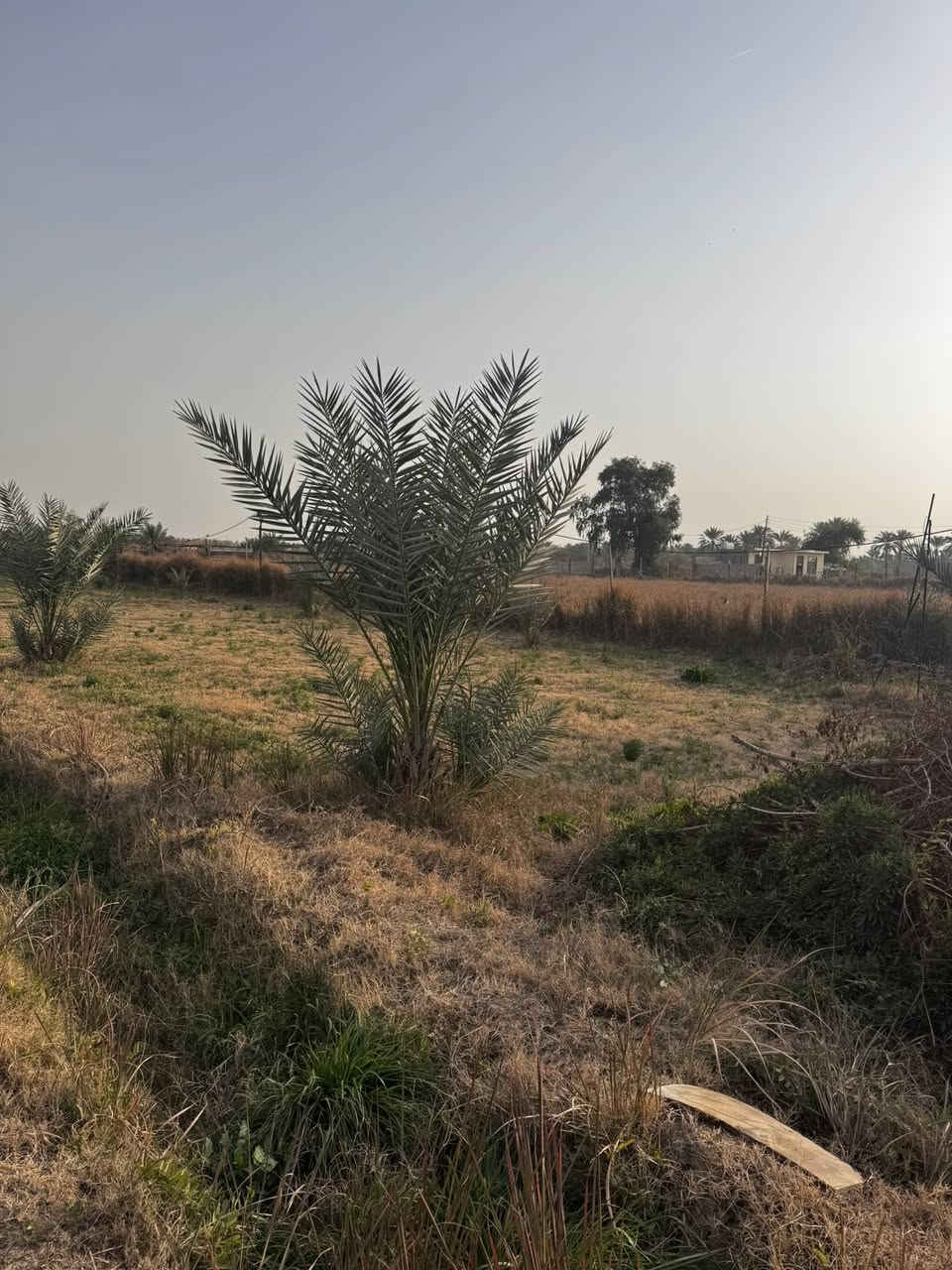 السلام عليكم
للبيع دونم وقف 
بغداد سلمان باك باوي 
وجه 31 
نزال 80 
عقد جديد وخارطة للارض 
مسيج وكامل 
مي سقي مع بير خاص للارض 
مشجر حمضيات ونخيل 
يصلح استثمار او سكن 
سعر مناسب جداً 
للاستفسار 
***********
