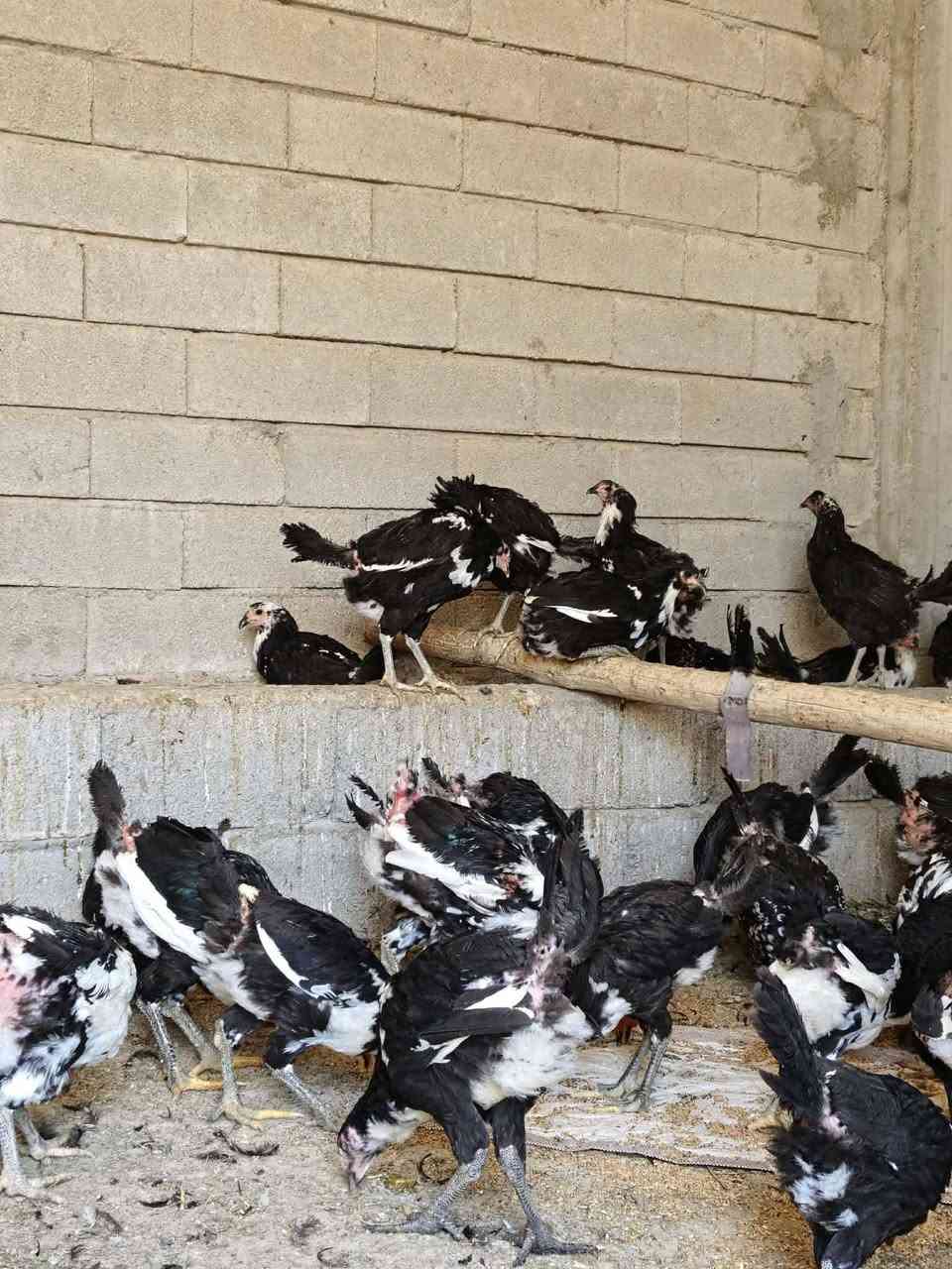 مكلف بالنشر دجاج بوطاني الاصلي رقم واحد عيون سود وبياض ناحيه وانه
للاستفسار اكثر اتصل***********
