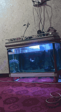 حوض كامل مكمل • كفائات العبيدي