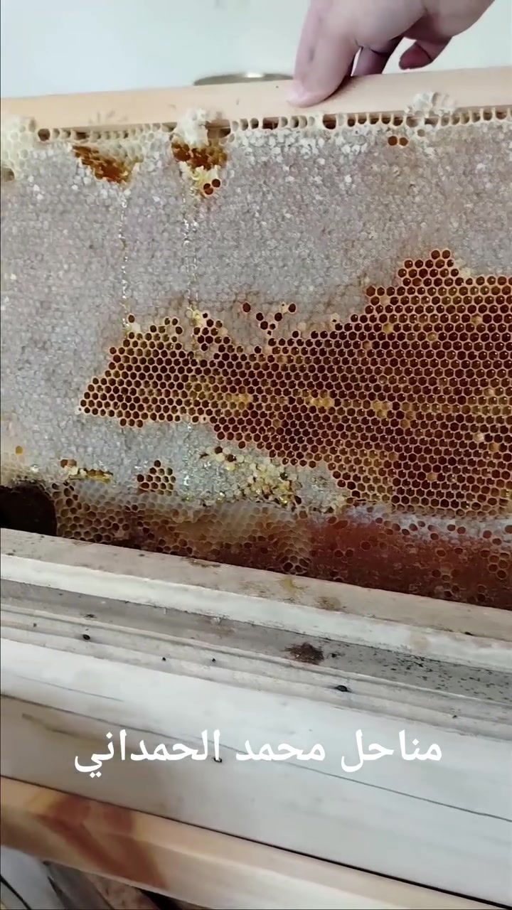 كل شهر تدفع مبالغ على المكملات الغذائية... لكن هل جرّبت أن تبدأ من الطبيعة؟ 🍯
العسل الطبيعي الخام ليس مجرد طعم لذيذ، بل غذاء صنعته النحلة بإتقان، غني بمضادات الأكسدة والمركبات الطبيعية المفيدة.

🌼 استثمر في غذاء طبيعي يدخل إلى جسمك كل يوم، بدل الاعتماد على المنتجات المصنعة وحدها.

ابدأ يومك بملعقة من العسل الطبيعي الخام... فقد تكون أبسط عادة تمنحك فرقًا كبيرًا مع الوقت.

📩 للطلب والاستفسار، راسلونا عبر الصفحة أو اتصلوا بنا مباشرة.


**إذا كنت صاحب هذا الإعلان وتريد حذفه لأي سبب، رجاءا أرسل رسالة إلى الدعم الفني**
