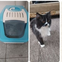 منو يحتاج هذه القطه واللتر بوكس مجانا 07711140325 أو خاص