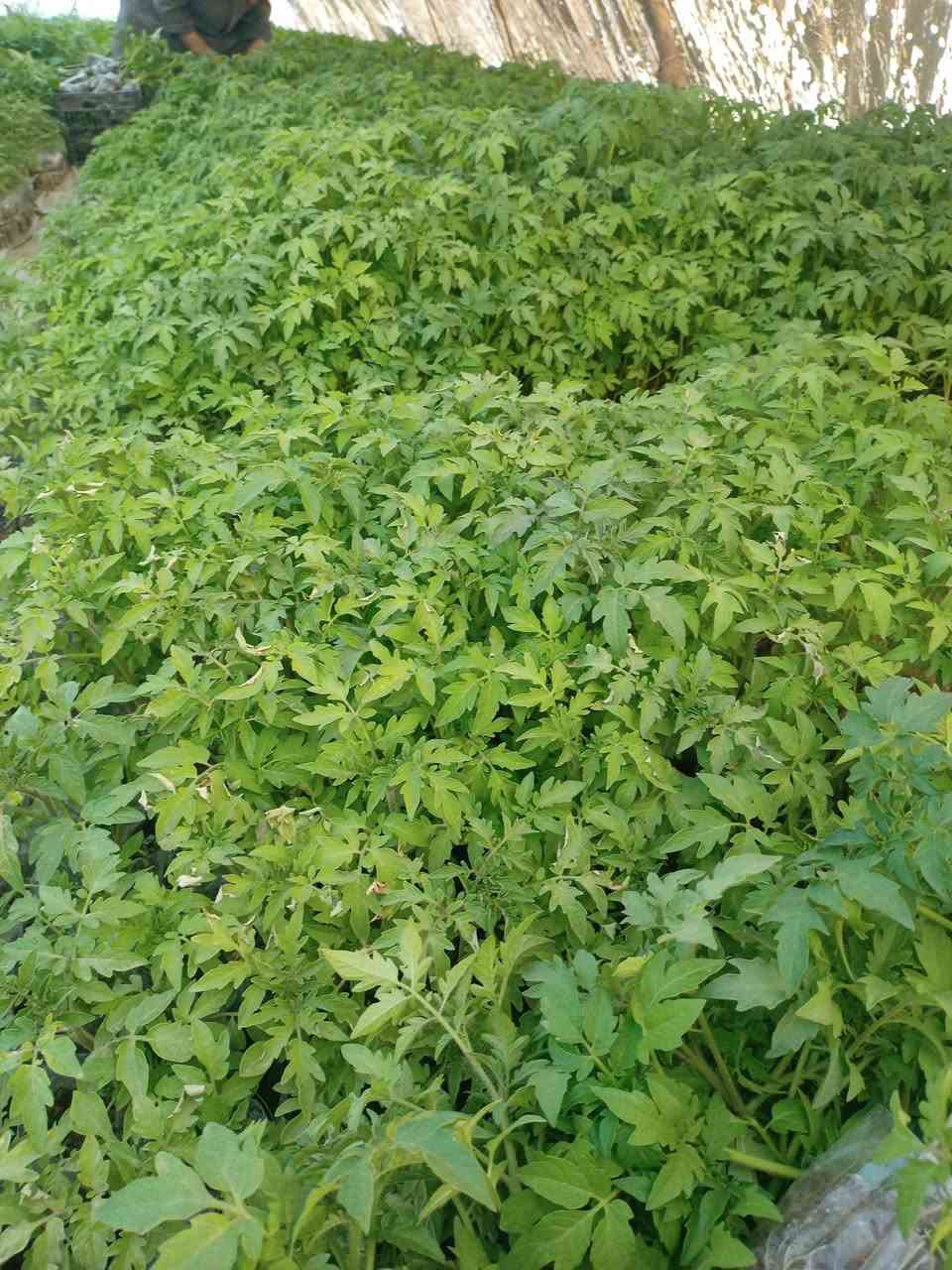 تم وصول دايات بيذنجان طماطه فلفل حار فلفل بارد وبأنسب الاسعار


**إذا كنت صاحب هذا الإعلان وتريد حذفه لأي سبب، رجاءا أرسل رسالة إلى الدعم الفني**