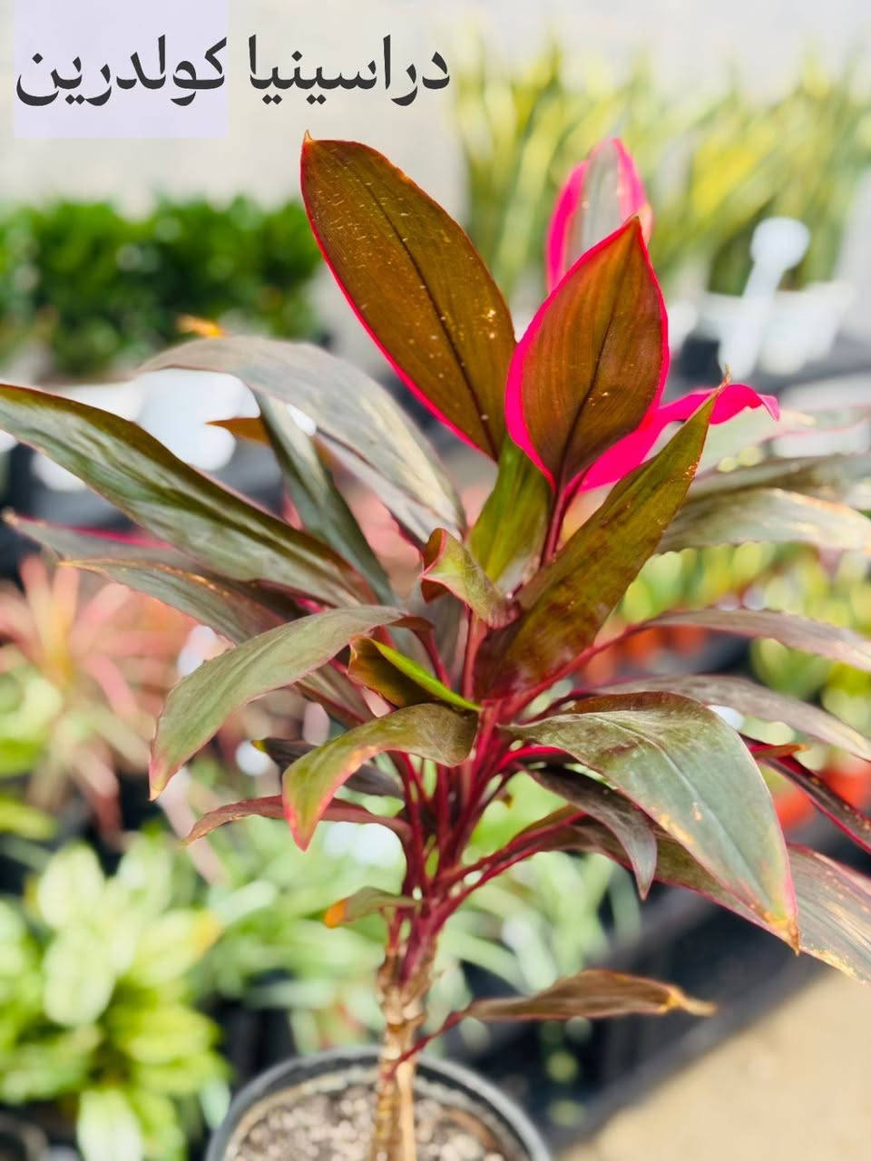 جزء من النباتات المميزة المتوفرة في مشلتنا
زورونا في فروعنا 
📍الفلوجة - شارع 40 - مقابل سنتر ملامح
  الفلوجة - السوق العصري 
✔️ خدمة توصيل إلى كافة المحافظات 🚚
***********
