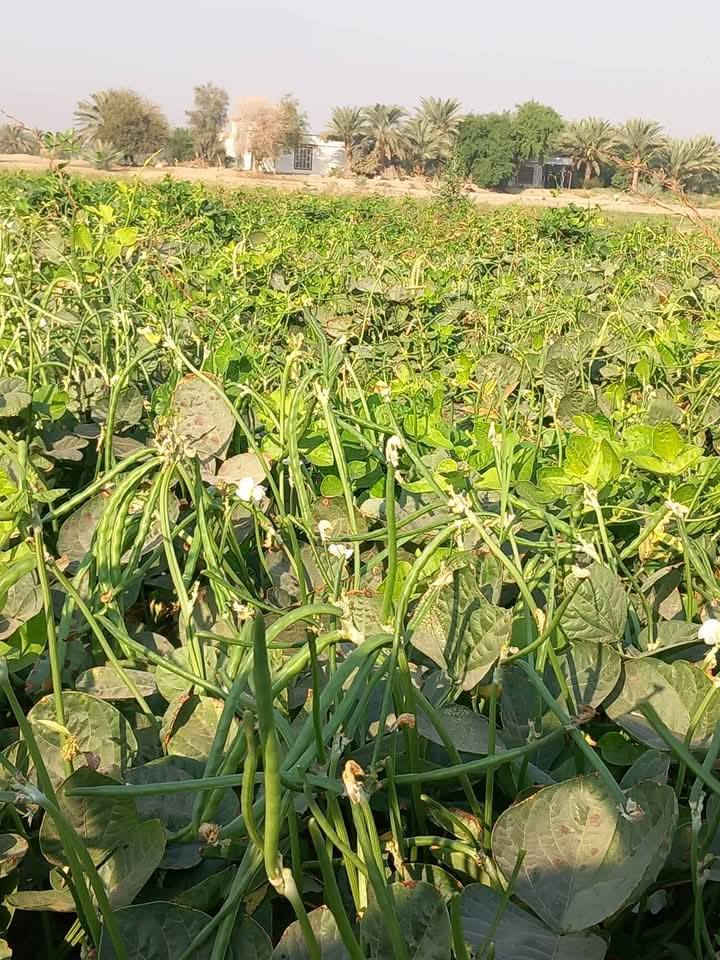 بذور لوبيا اربيليه غزاره في الحمل المكان بابل ***********
