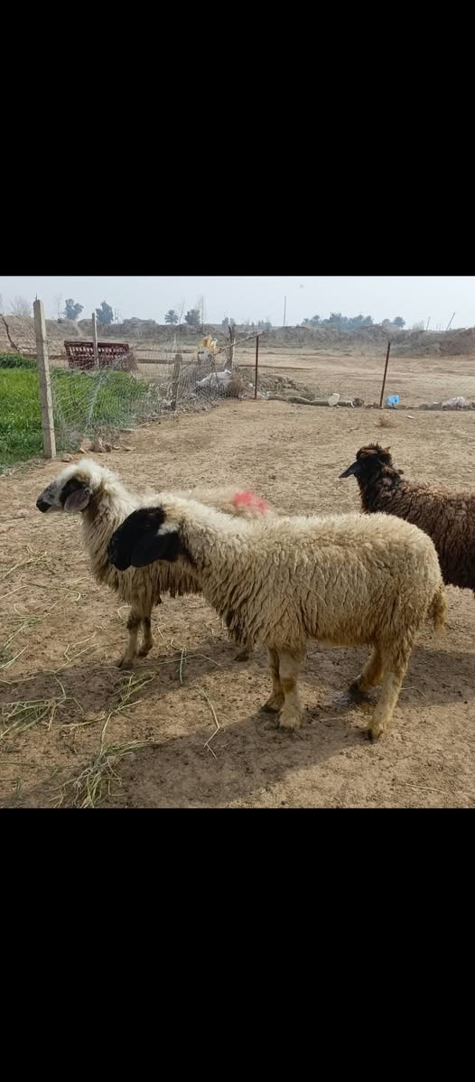 اللهم صل على محمد وال محمد متاح حلال للبيع العدد 5 وحده مطفل 4 اشهر اشاره على شهرين وثلاثه اشهر الحلال مال جني رقم واحد وين اللي يدور حلال نظيف سعر الزوج 525 قفل بدون عمله مكان الحلال بغداد مشاهده. ....
  ‏ ‏‪***********‬‏///‏‪***********
