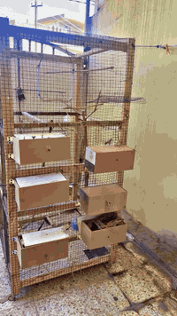 اخوان موجود قفص للبيع
يرهم للجميع انواع الطيور نظيف ومرتب 
بدون خانات سعره وحد 
وية الخانات سعرة وحد 
مكاني كركوك 
ادمين ♥️


**إذا كنت صاحب هذا الإعلان وتريد حذفه لأي سبب، رجاءا أرسل رسالة إلى الدعم الفني**