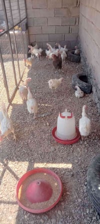 دجاج زراعي • ٢١ دجاجة • كلهم بياض