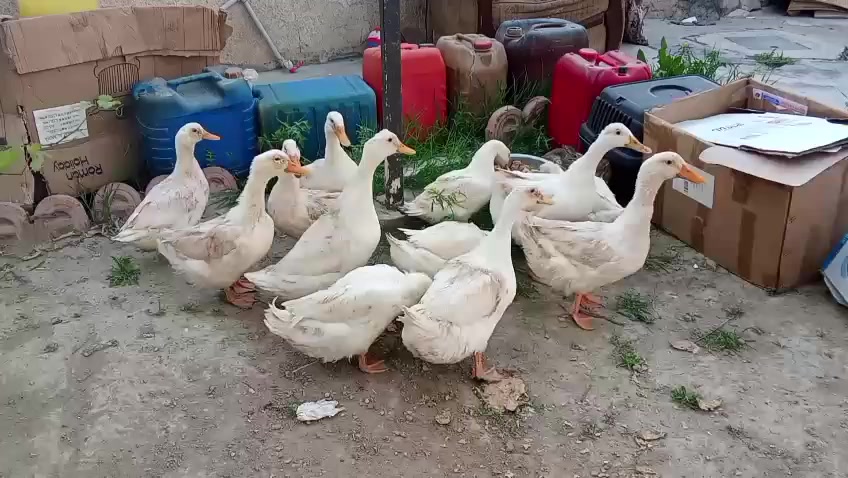 بطات زوج 15 الف قفل 
10 نثية 
2 فحل 
***********
