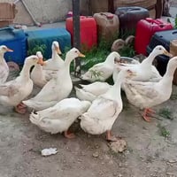 بطات زوج 15 الف قفل  10 نثية  2 فحل  07703500164