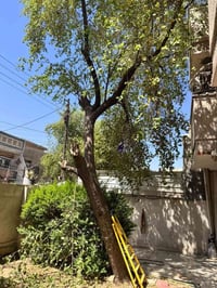 تعدون لغه الاشجار في بغداد واتساب ٠٧٨١٩٥٣١٩٣٦