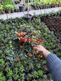 كرز زينة • مشتل الأوسكار • توصيل نجف