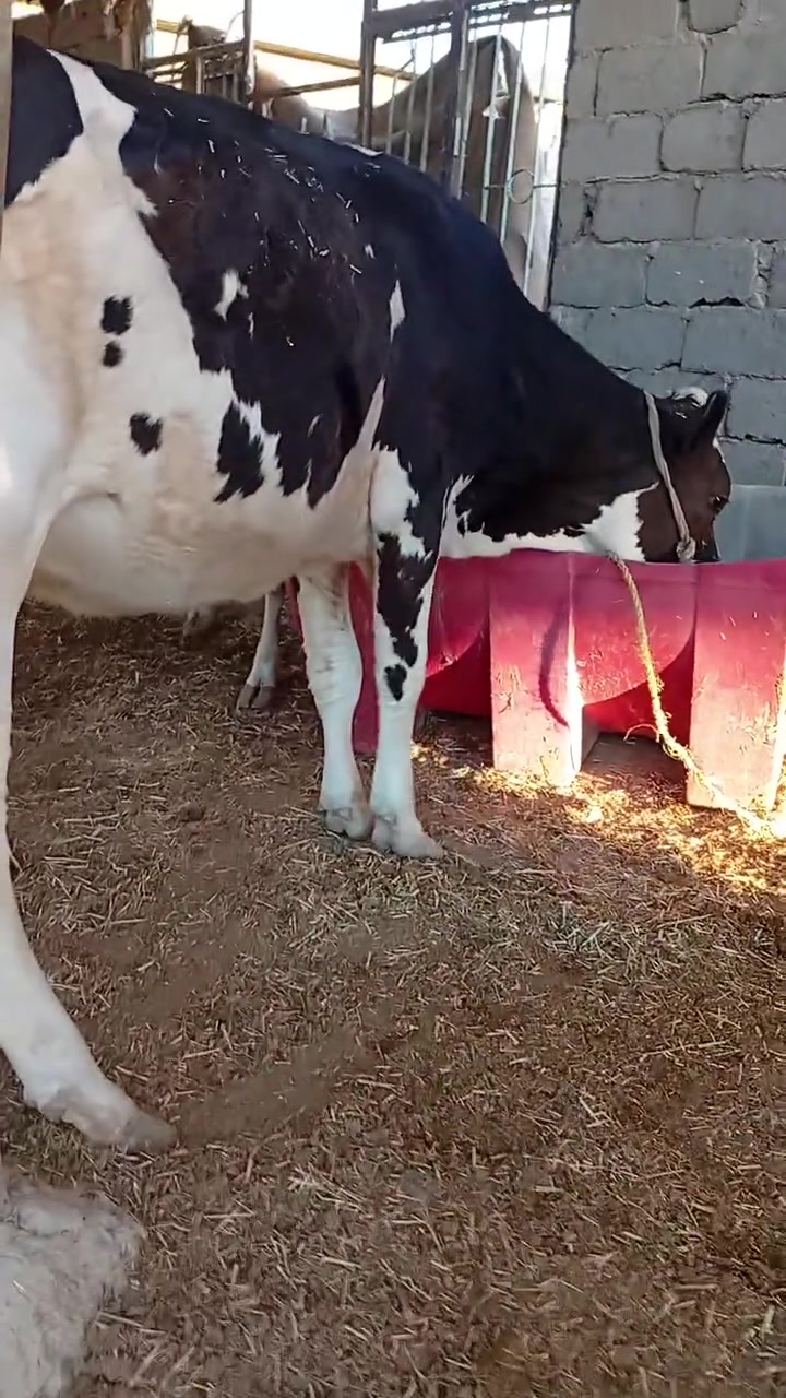 بسم الله الرحمن الرحيم
ربنا آتنا من لدنك رحمة وهيء لنا من امرنا رشدا 

صدق الله العلي العظيم 

بجر اول بطن هوشتاين الماني جمه اصل خط اول وراهه فحل اجم حليب ودسامه وهداوه خير من الله متعهده بكافه شروط الجني بابل ناحيه الشوملي للاتصال *********** واتساب *********** يوجد توصيل لبعض المحافظات وحسب الاتفاق

ملاحظه البقره محلوبه ومصورة
