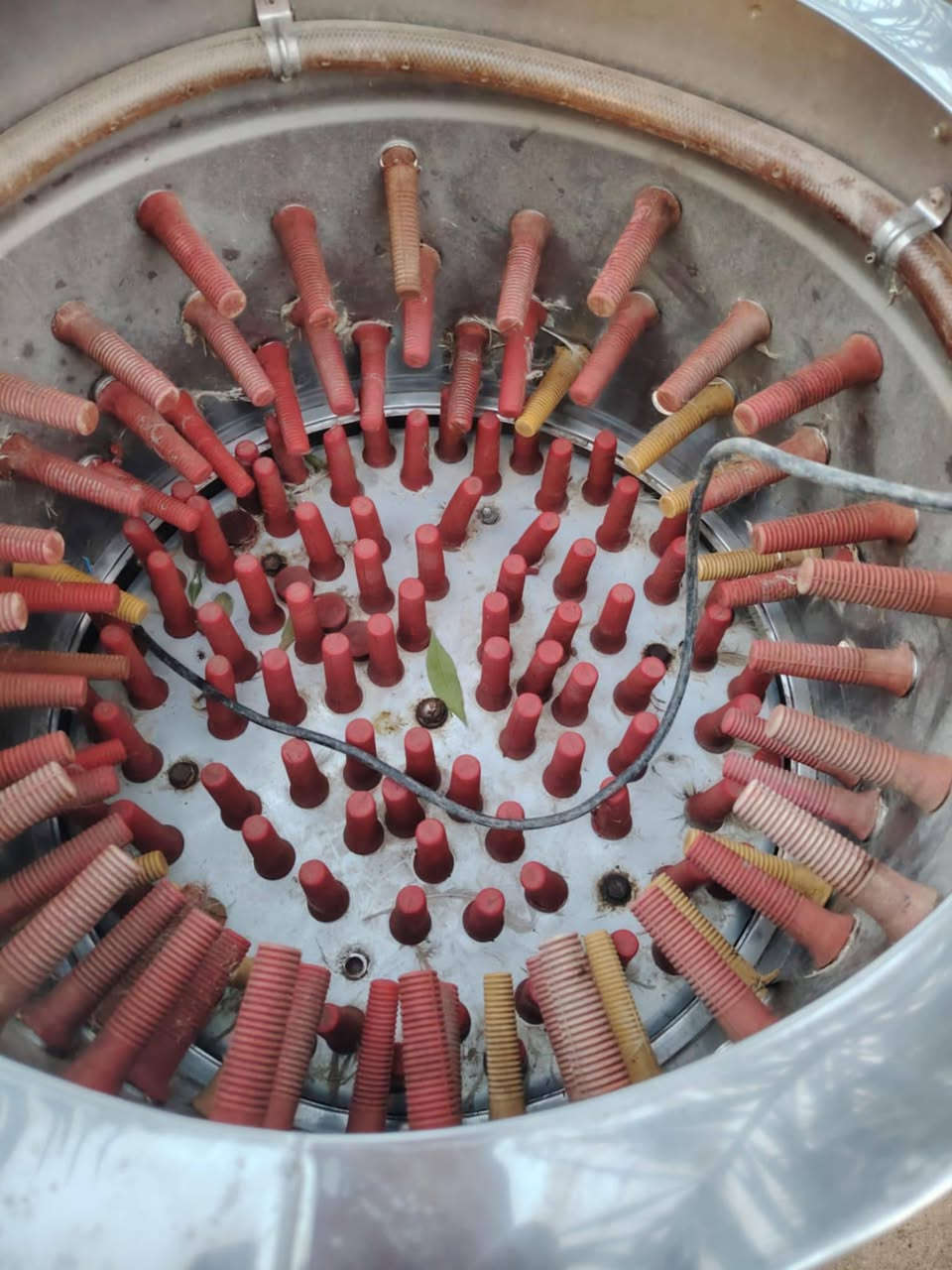 سلام عليكم هلاسه دجاج للبيع استعمال شهر مكانها نجف شارع كربلاء عامود 130 سعر 225الف وبيها مجال مكلف بل نشر رقم راعيها ***********
