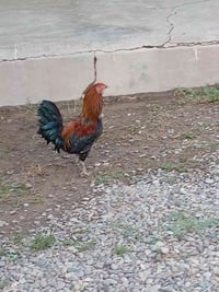 ديج • دي جي • جهاز دي جي • مكسر دي جي • خلاط دي جي • معدات دي جي • دي ...