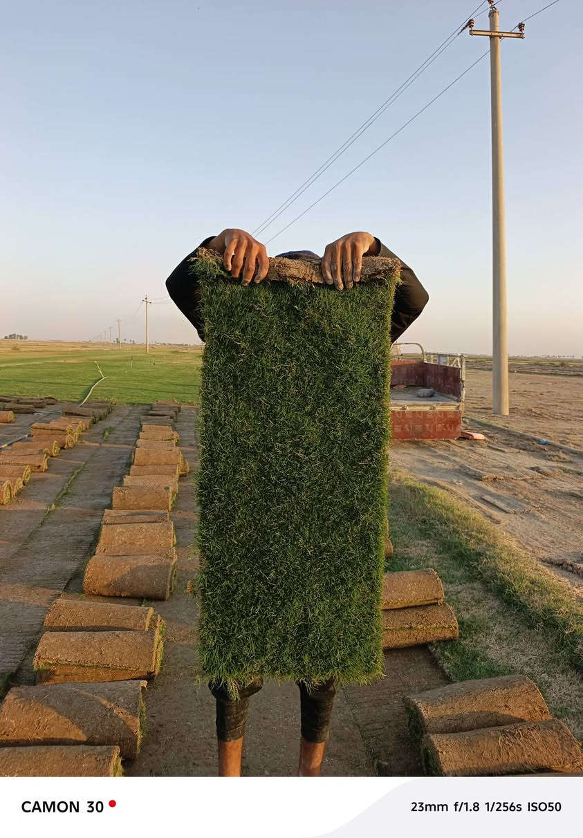 ثيل ديالى الطبيعي 🍀 متوفر كافة انواع الثيل
الثيل امريكي والهندي والايطالي والفرنسي
كادر متخصص :
لتجهيز... مشاتل🌴
والدوائر حكوميه🏦
منازل🏡 منتزهات🏄
موجود خدمة توصيل 🚕🚕 لكل محافظات العراق 
للطلب التواصل مع الصفحة او الاتصال على 
***********
***********
