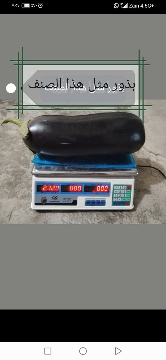 السلام عليكم ورحمة الله وبركاته

توجد بذور للبيع

فلفل حلو ابو الطوبه
فلفل حلو مالت الديره
بيذنجان مرضوخ
بيذنجان مكدوس
طرعوزي ثعباني

للاستفسار أكثر تفضل خاص او اتصال أو وتساب بالرقم ادناه ***********

المكان راوه
