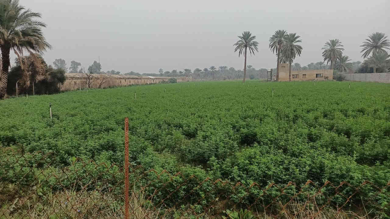 سلام عليكم خمسة دونم البيع طابو صرف
خدمات كامله ماء كهرباء تبليط 
العنوان المدائن منطقة اتويثه الاستفسار اتصال برقم ***********
