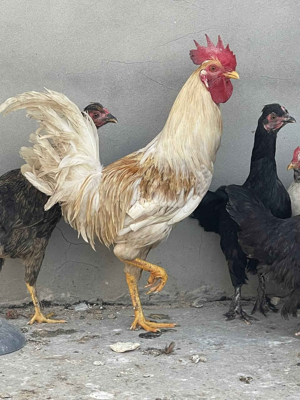 ديوكه عرب للبيع زوج ب 30 يرهمن ذبح ويرهمن مال تبزير  مكان سامراء رقم هاتف بي واتساب *********** سامراء
