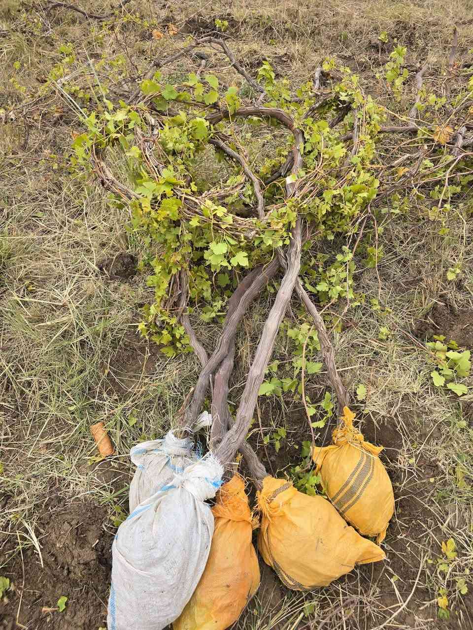 غوان سلام عليكم عنب شلاع انواع الصناف ومثمر يوجد توصيل من 100 وافوق العنوان حله السياحي *********** عنب ملا فلاح ومضمون النواع
