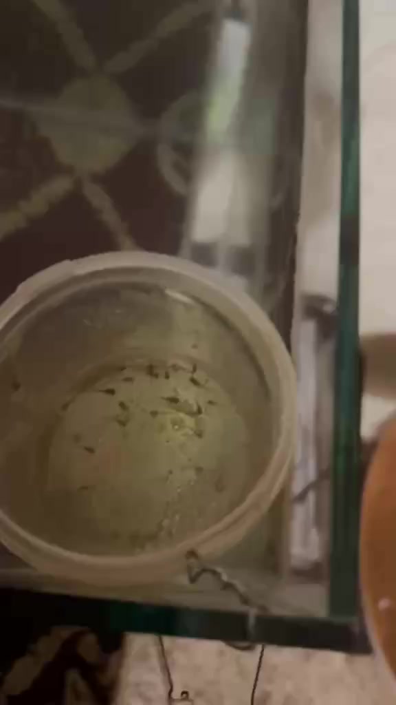 السلام عليكم حوض للبيع قياس 85.35.40 مع اسماك كوبي وأفراخ  وفلتر واناره وهيتر + امبوله دوره بايلوجيه + ملح ازاله كلور + محلول الأمان ***********
