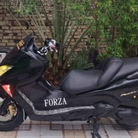 فورزه • ٠٩ • مكفوله