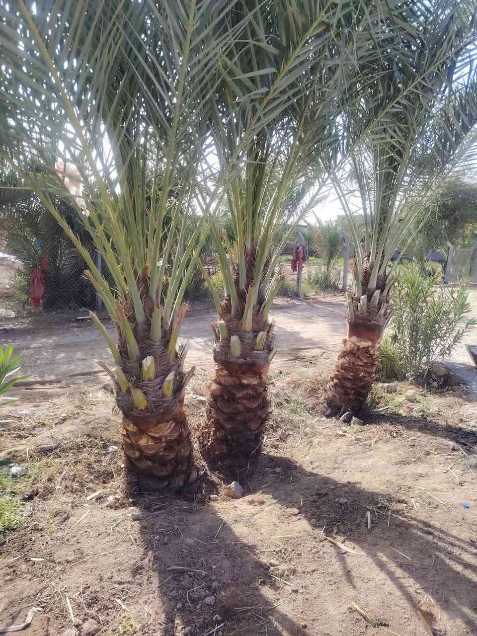 شغل اليوم يوجد تكريب قلع فروخ نخل تجذير نخل دوه نخل أتصل أو تراسل ( ***********)
