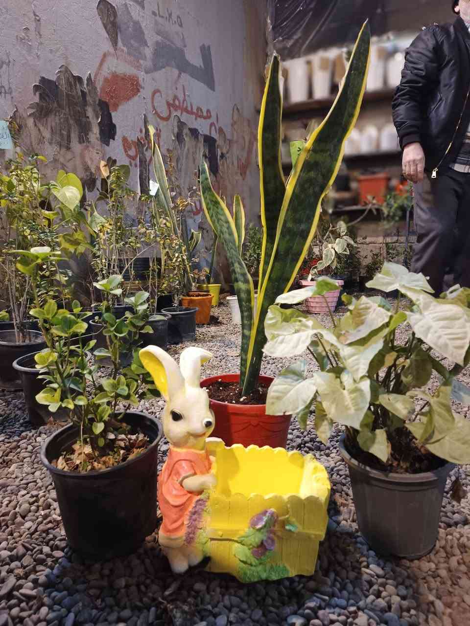 نورتونا 🌞🍂
مشتل دوميز يرحب بكم، ووصلتنا نبتات وسنادين بأشكال متنوعة وجمال يسرّ العين 🩷🌿
🔥انتضرو العروض اليوم🔥🩷🌿
🦋🦋🦋🦋🦋🦋🦋🦋🦋🦋
#مشتل_دوميز #نباتات_منزلية #نباتات_داخلية #تجهيزات_زرع #نباتات_الموصل #ديكور_نباتي #عشاق_النباتات #نباتات_ظل #نباتات_زينة #موصلنا_خضرا #نباتات_للبيت #تنسيق_نباتات #هدايا_خضراء #نباتات_وعناية #AL_MOSUL
@إشارة #flowerstagram #flowers


**إذا كنت صاحب هذا الإعلان وتريد حذفه لأي سبب، رجاءا أرسل رسالة إلى الدعم الفني**