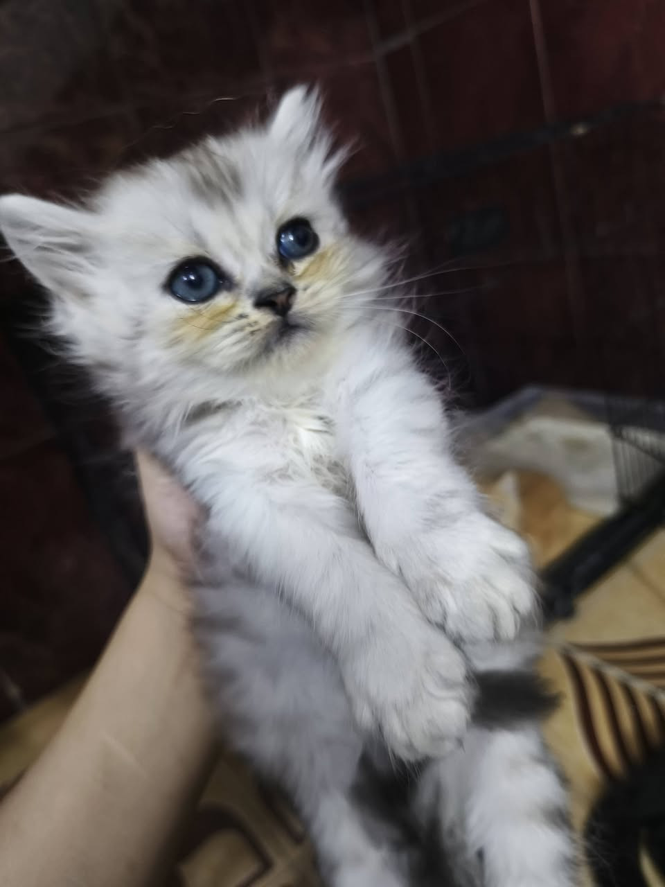 مجموعة متنوعة من الكتنات جاهزين لبيتهم الجديد
ملاحظة ليس للتبني


**إذا كنت صاحب هذا الإعلان وتريد حذفه لأي سبب، رجاءا أرسل رسالة إلى الدعم الفني**