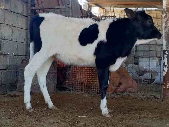 السلام عليكم بچر فريزي زراعيه درجى اولى عمرها 7تشهر رقم واحد المكان صلاح الدين  الشرقاط الخضرانيه ***********
