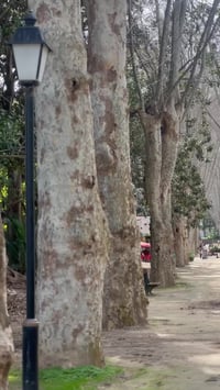 شجرة البلطان • ٣م • مشتل البليدة