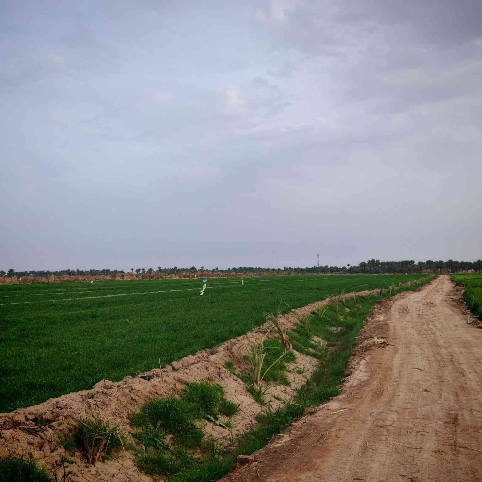 السلام عليكم ورحمه الله
يوجد ارض زراعيه للبيع 
سند 25 
30دونم  
يوجد بها جميع انواع النخيل 
مزروعه جت   
ويتوفر بها كهرباء .  ماء اسأله .كهرباء .ما سقي  
العنوان..... ديوانيه قضاء الدغاره  .. صدر الدغاره 
                                                                        الاتصال على الرقم او مراسلتنا على الخاص  
***********
