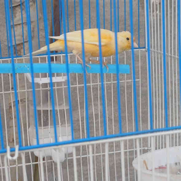 متاح كناري فحل جزري فول جهوزيه وتغريد
للاستفسار الاتصال على الرقم ***********
عنوان المقدادية حي المعلمين. السعر ٤٥
