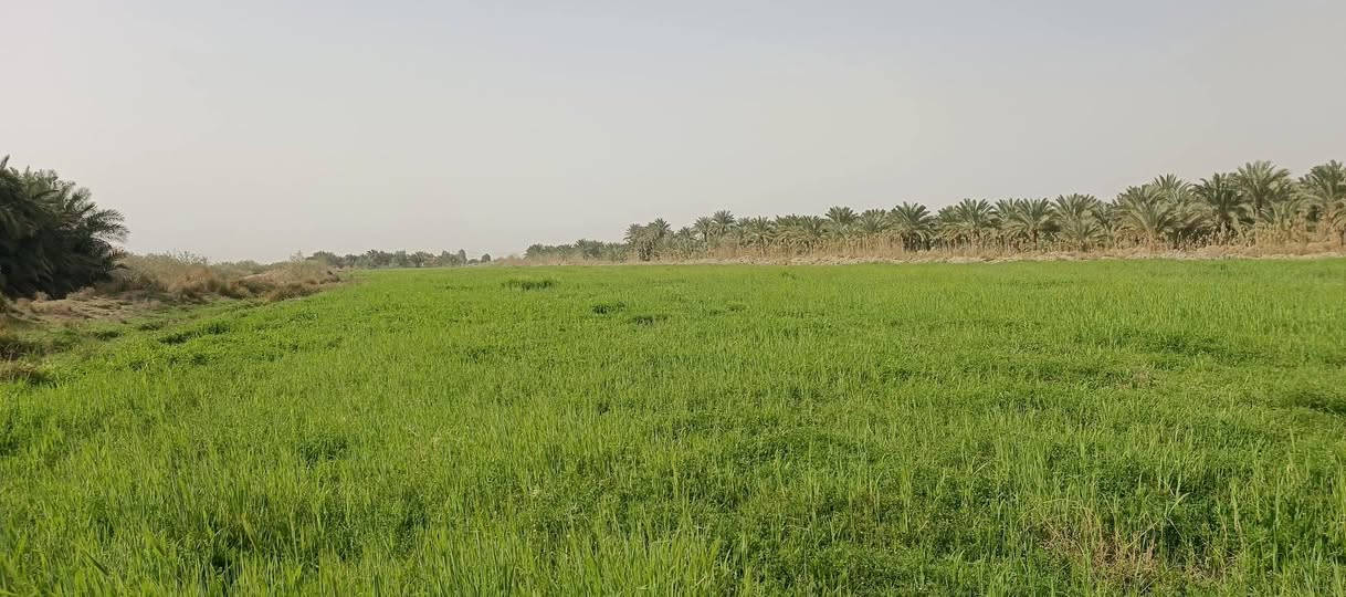 سفحه 9دونمات للبيع اليريد يتصل على هاذه الرقم‏‪***********‬‏
