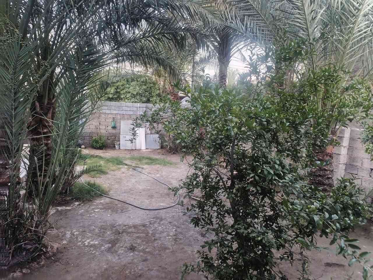 السلام عليكم دار للبيع منطقه بوب الشام بل نزله خدمات تبليط مجاري كامله المساحه ٤٦٠ متر واجه، ١٤ نزال٣٣ كامل سيراميك صب مسلح مرتفع عن الشارع حديقه بيها ١١ نخله خستاوي وخضراوي محملات استقبال ٩ في ٤ وصاله وغرفتين  ومخزن وصحيات داخليه وخارجيه مطبخ حار وبارد للاستفسار الاتصال *********** بي واتساب
