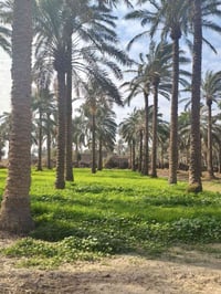 دوانم • طابو ملك صرف • أبي غريب